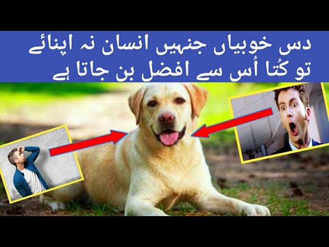 How Ten Qualities Of Dog Make Him Superior Than Human-being?|کُتے کی انسان سے افضل خوبیاں