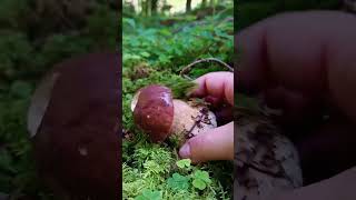 How to Identify Common Mushrooms