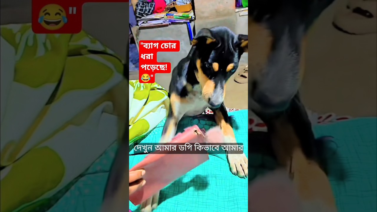 ব্যাগ চোর চিকু! 👜🐕 #Shorts #DogLovers #Chiku
