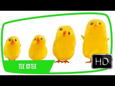 Download Lirik Lagu Anak Ayam Kotek Kotek Mp3 Dan Mp4 Terbaru Gratis Impuls Mp3