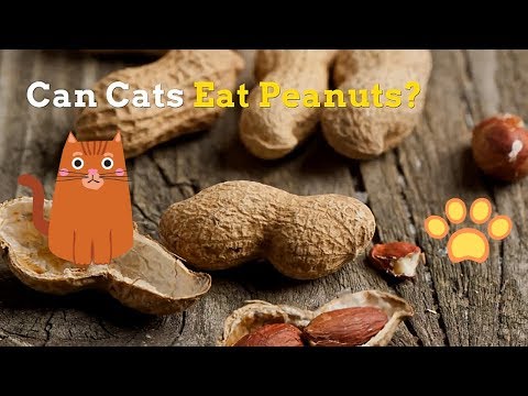 Can Cats Eat Peanuts | Are These Healthy for Your Kitten