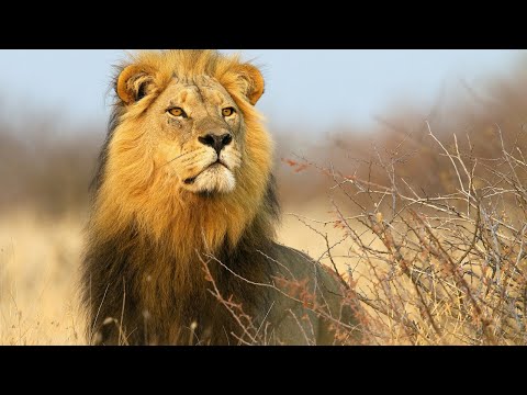 Тайная Жизнь Львов / The Secret Life of Lions | 4K |