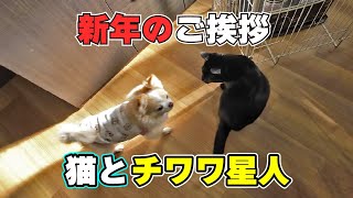 【謹賀新年】またお前かチワワ星人【お盆のオマケ付き】