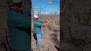 VIDEO PAUTA DE PODA DE PRODUCCIÓN SWEET ARYANA® SOBRE COLT, PLANTACIÓN AÑO 2020