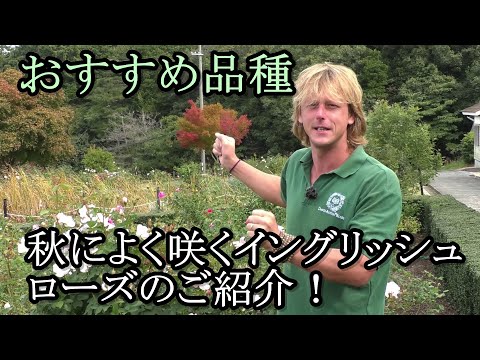 イングリッシュローズ「クレア・オースティン」 植物