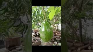 Download lagu avocado fruit | buah alpukat di kebun #indonesia mp3 Download lagu avocado fruit | buah alpukat di kebun #indonesia mp3