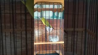 Download lagu Dakun kacial lombok fulll nembak materi mp3