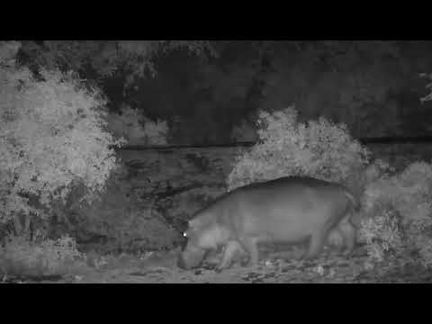 Djuma: Hippo arriving at dam - 21:47 - 10/31/2023