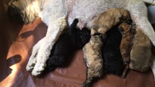 Video preview image #1 Bouvier Des Flandres Puppy For Sale in PITTSBURGH, PA, USA