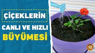 Çiçeklerin Canlı ve Hızlı Büyümesi Nasıl Sağlanır?