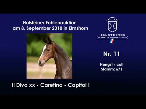Holsteiner Fohlenauktion | Nr. 11 v. Il Divo xx - Caretino