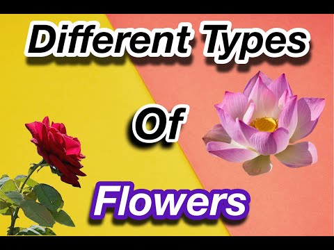 flower name in english | flower names for kids | different flowers name | flowers name and picture