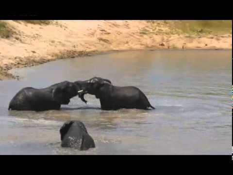 Djuma .. elephants playing in the water  01/25/15