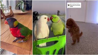 11 minutes Of just parrot being funny and cute 😂