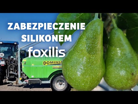 Zabezpieczenie przed miodówką i owocówką silikonem Foxilis - Darek Ziarko.