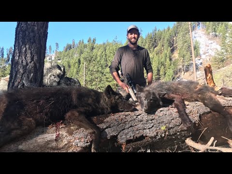 2 BLACK WOLVES DOWN!!! - Idaho Wolf Hunting -  The Balance FINALE - Limitless 66