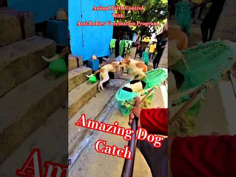 Perfect Dog Catcher Davanagere City #shorts #ytshortsindia #dog #streetdogrevival #rescue