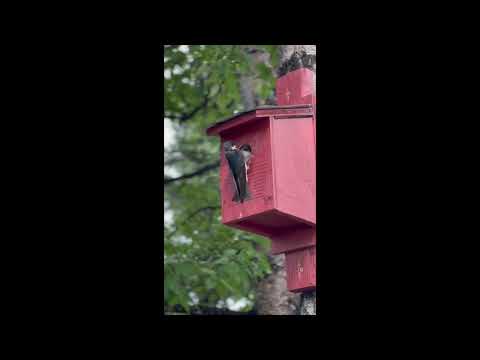 Life in the Wrangells - Tree Swallows