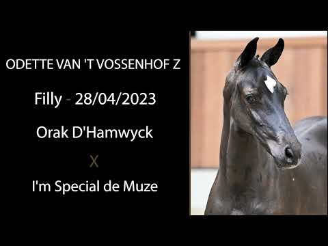 Nr 29 ODETTE VAN 'T VOSSENHOF Z (Orak D'Hamwyck x I'm Special de Muze)
