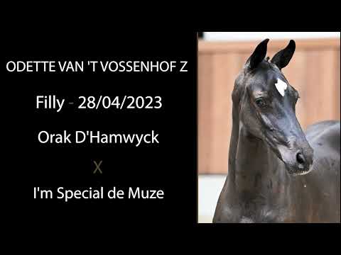 Odette van 't Vossenhof Z (Orak D'Hamwyck x I'm Special de Muze)