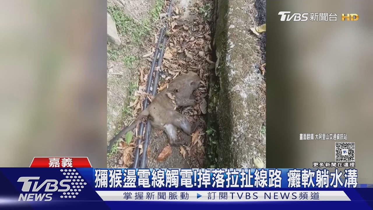 猴子爬電線桿「觸電」竄火光 全身癱軟墜落
