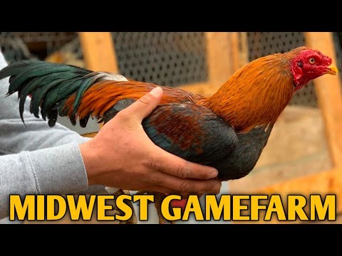 Pure Adkinsons asils Peruvian Jap Leiper Claret - MIDWEST FARM