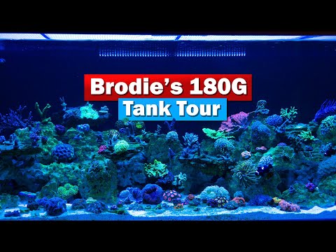 Brodie's 180G Saltwater Aquarium Tank Tour