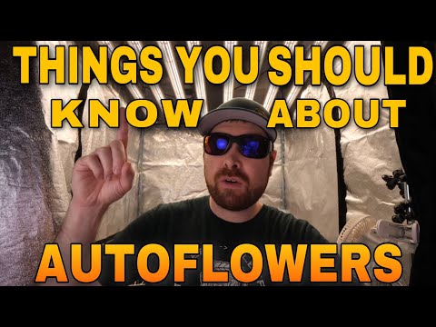 THINGS YOU SHOULD KNOW ABOUT AUTOFLOWERS - HOW TO TELL IF YOUR PLANT IS AUTOFLOWER