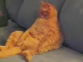 Garfield is real (lootam) - Známka: 1, váha: velká