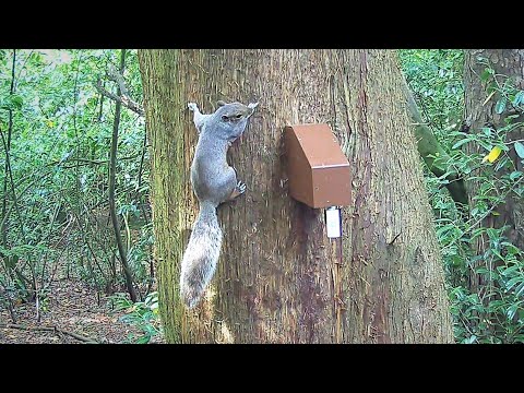 A18 Grey Squirrel Trap from Goodnature, UK  -  29 Jul 2021