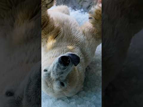 Video Thumbnail: Polar bears in Prague Zoo get ice to cool off in heat wave