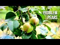 Common Problems with Growing Pear Trees