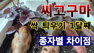 [텃밭농부. 1,334]  고구마순을 기르기 위한 씨고구마 싹틔우기. 1달째 현상