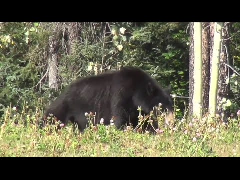 NJ & Controversial Black Bear Hunt