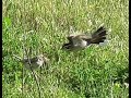 lark sparrows performing unique mating ritual