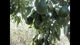 Sir Prize Hass Avocado Tree.AVI