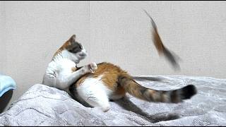 三毛猫フミ姫様　朝のひと時/ 夜の運動時間🐈