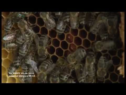 Objasnjenje zasto pcele ne vole nervozne ljude