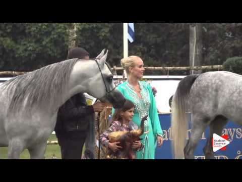 2nd Place N.146 MAHDER AL JAMAL - Ströhen 2015 B-Show - Senior Stallions Championship (Class S)
