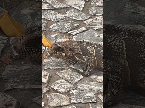 Lagarto 🦎 na praça de Ruy Barbosa Bahia ❤️