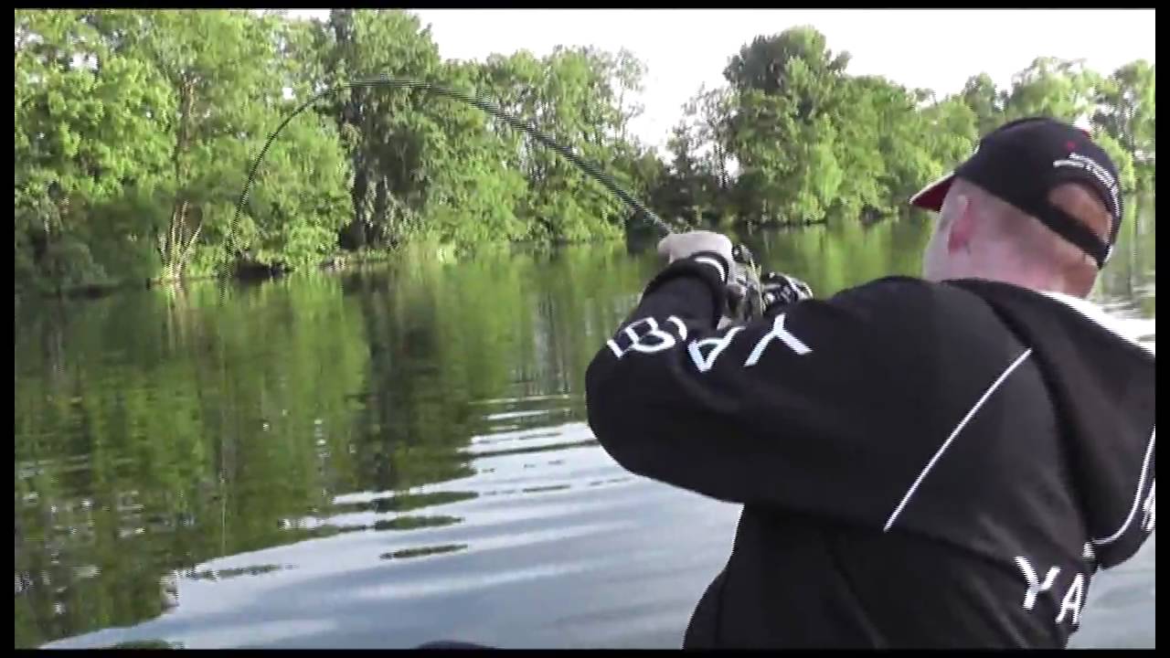 Catfish on the clonk, kwakhout, meervalvissen, wallerholz