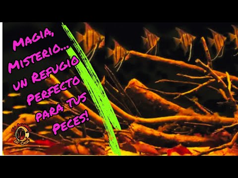 Acuario de Aguas Negras: Magia, Misterio de la naturaleza en tu acuario