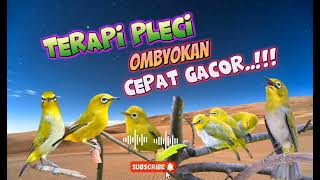 Download lagu Terapi Pleci Ombyokan Cepat Gacor ‼️ audio rangsangan pleci mp3 Download lagu Terapi Pleci Ombyokan Cepat Gacor ‼️ audio rangsangan pleci mp3