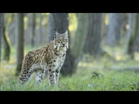 PassHan Ticket, Ticket für die Höhle od. Tierpark für 1 Pers. in der Domäne der Grotten von Han (bis 25% sparen) - Second Medium