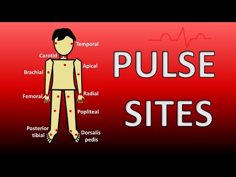 9 Pulse Sites In Human Body (Sites Of Arterial Pulse)