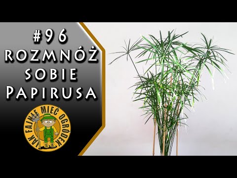 #96 Papyrus (cyperus) - how to propagate papyrus?