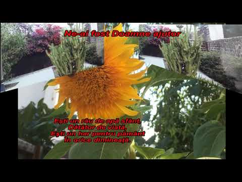 46 Ne-ai fost Doamne ajutor - Gheorghe CIOBAN Seniori