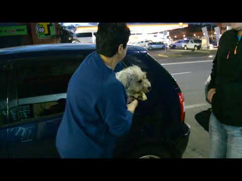 Missing dog rescued from car in Murchison Street