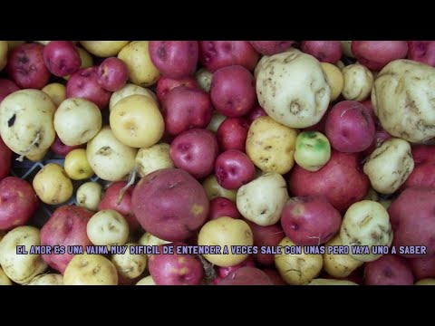 El Amor Es Una Vaina - Jorge Velosa | Carranga | Video Letra