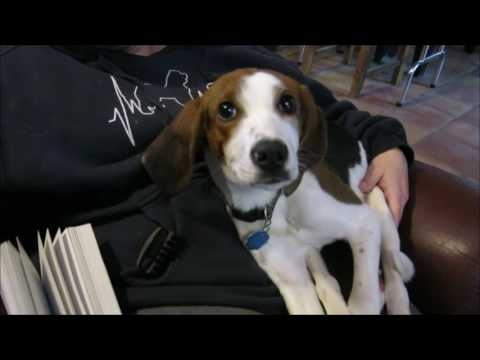 Lindy, an adopted Beagle in Orangeville, ON_image-1